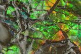 Rainbow-Colored Ammolite (Fossil Ammonite Shell) - Alberta #236419-1